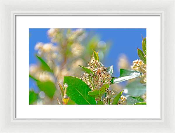 Sunny Morning of a Busy Bee  - Framed Print