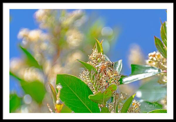 Sunny Morning of a Busy Bee  - Framed Print