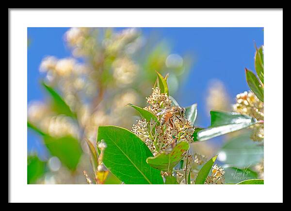 Sunny Morning of a Busy Bee  - Framed Print