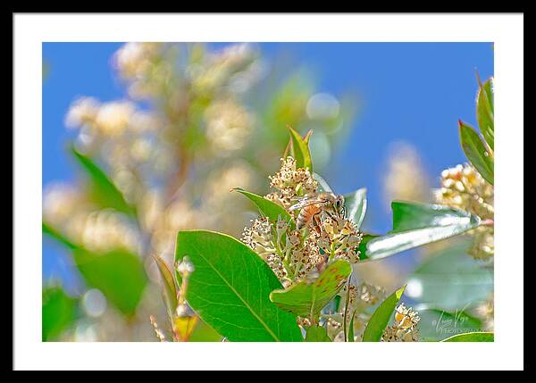 Sunny Morning of a Busy Bee  - Framed Print