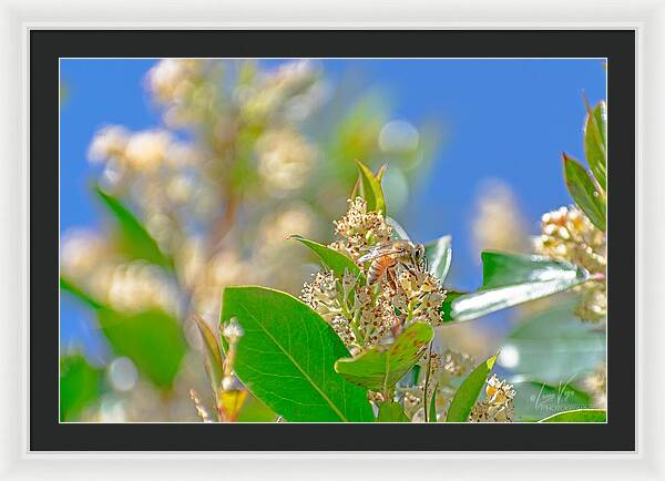 Sunny Morning of a Busy Bee  - Framed Print