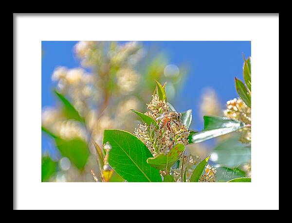 Sunny Morning of a Busy Bee  - Framed Print