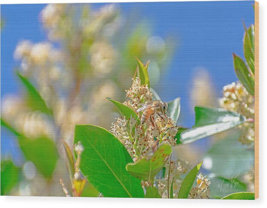 Sunny Morning of a Busy Bee  - Wood Print