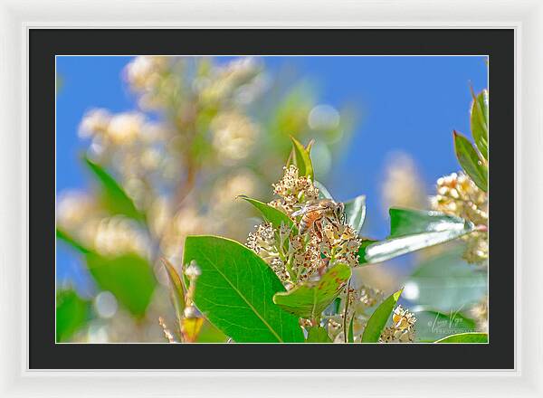 Sunny Morning of a Busy Bee  - Framed Print