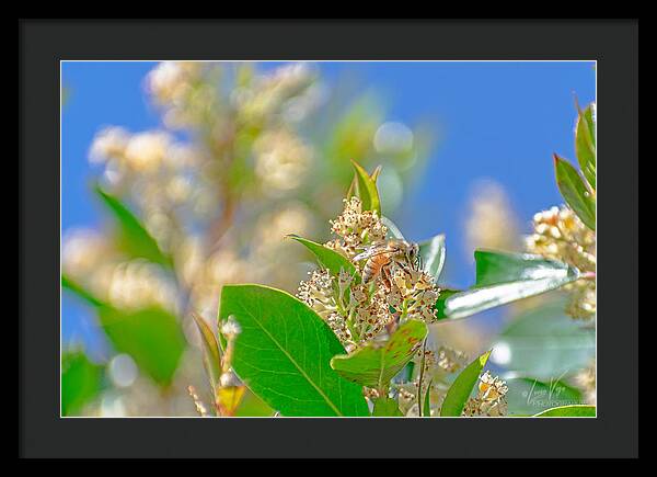 Sunny Morning of a Busy Bee  - Framed Print