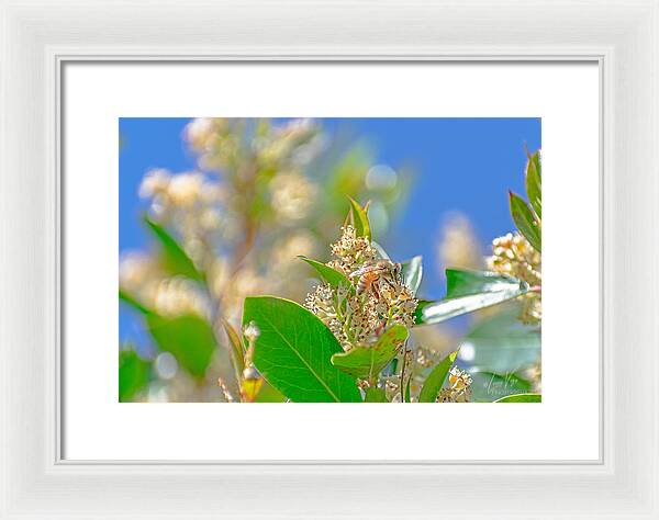Sunny Morning of a Busy Bee  - Framed Print
