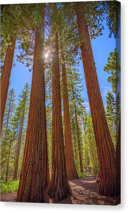 Sunshine Peeking Through Sequoia Trees - Canvas Print