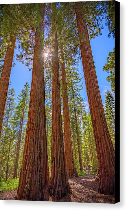 Sunshine Peeking Through Sequoia Trees - Canvas Print