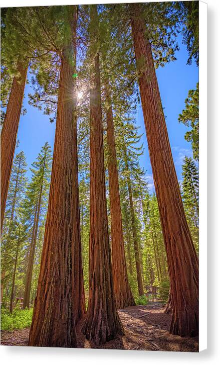 Sunshine Peeking Through Sequoia Trees - Canvas Print