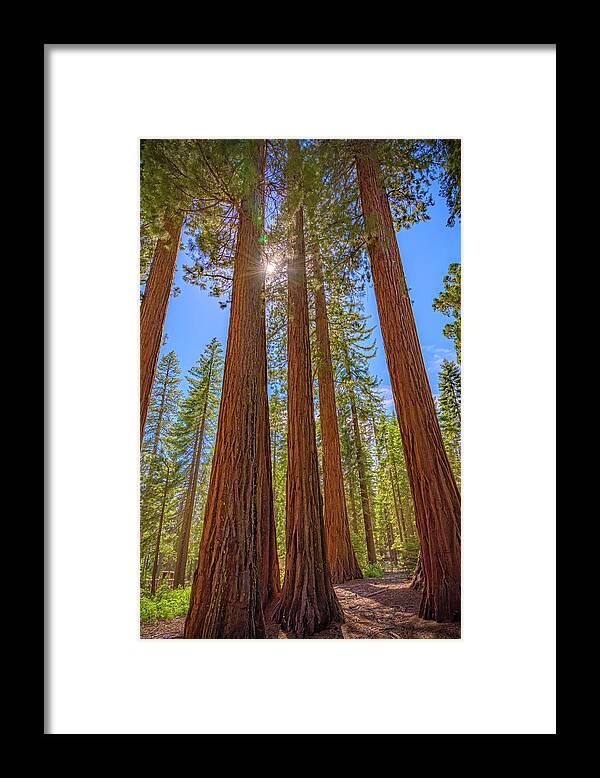 Sunshine Peeking Through Sequoia Trees - Framed Print
