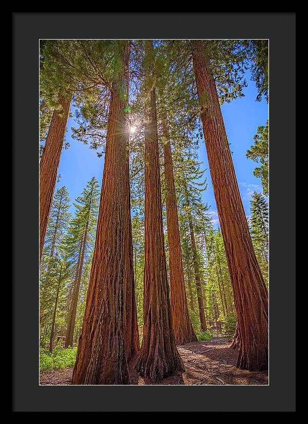 Sunshine Peeking Through Sequoia Trees - Framed Print