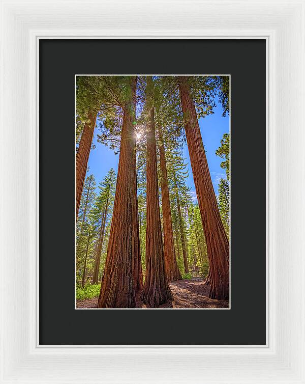 Sunshine Peeking Through Sequoia Trees - Framed Print