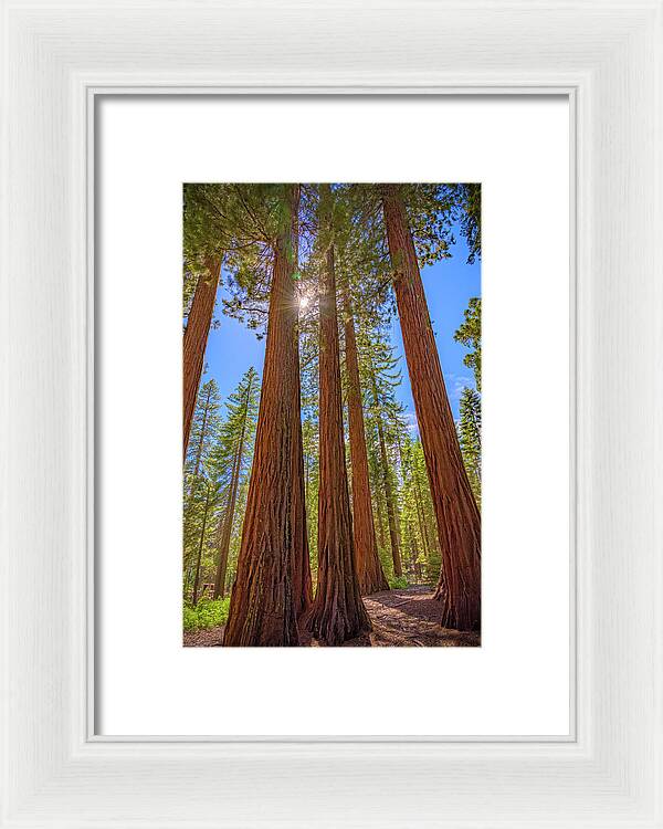 Sunshine Peeking Through Sequoia Trees - Framed Print