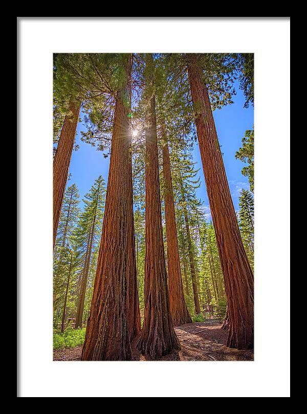 Sunshine Peeking Through Sequoia Trees - Framed Print