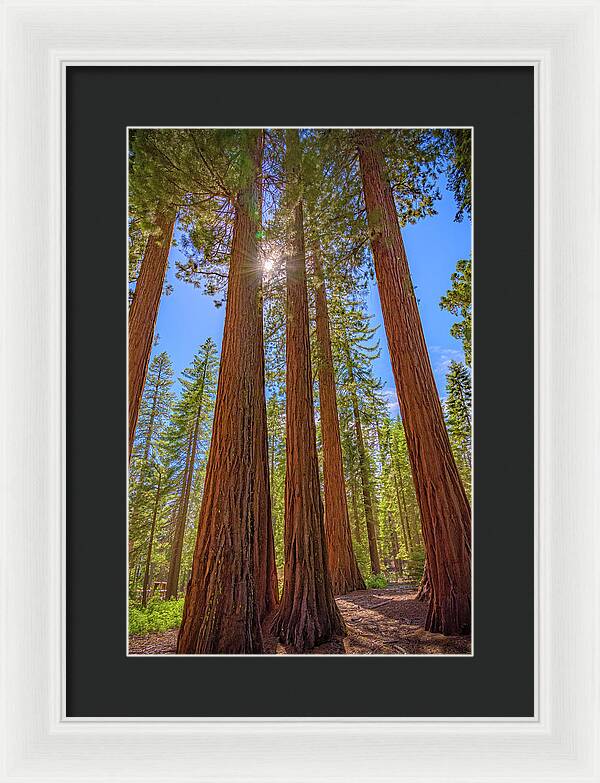 Sunshine Peeking Through Sequoia Trees - Framed Print