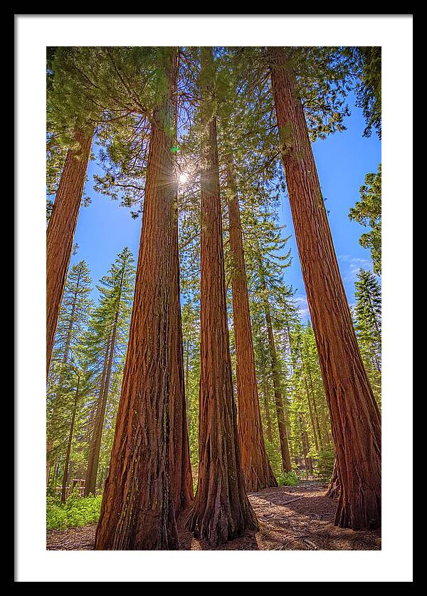Sunshine Peeking Through Sequoia Trees - Framed Print