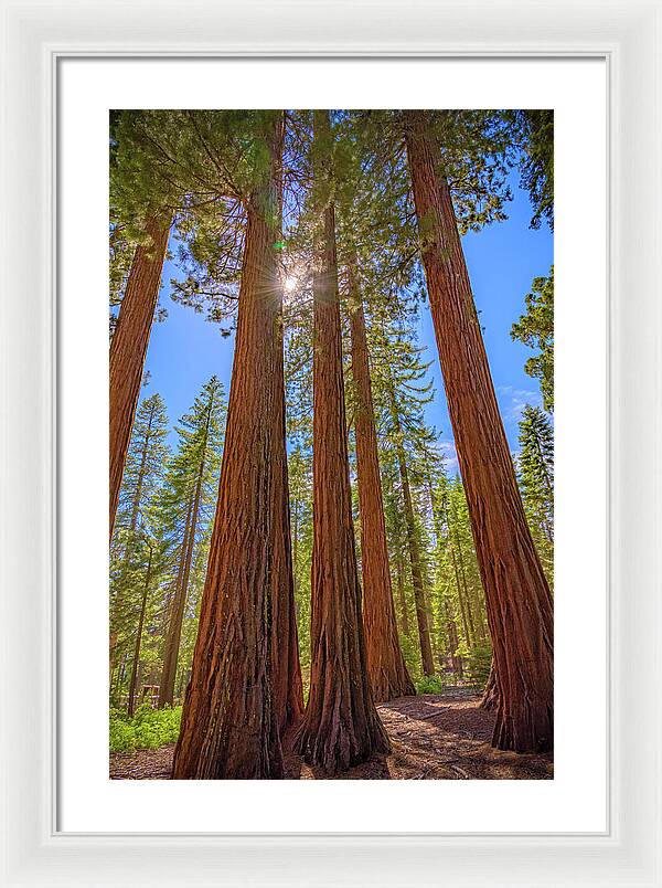 Sunshine Peeking Through Sequoia Trees - Framed Print