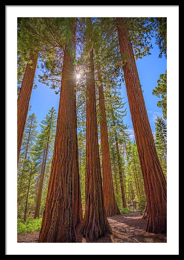 Sunshine Peeking Through Sequoia Trees - Framed Print