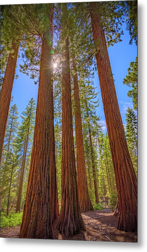 Sunshine Peeking Through Sequoia Trees - Metal Print