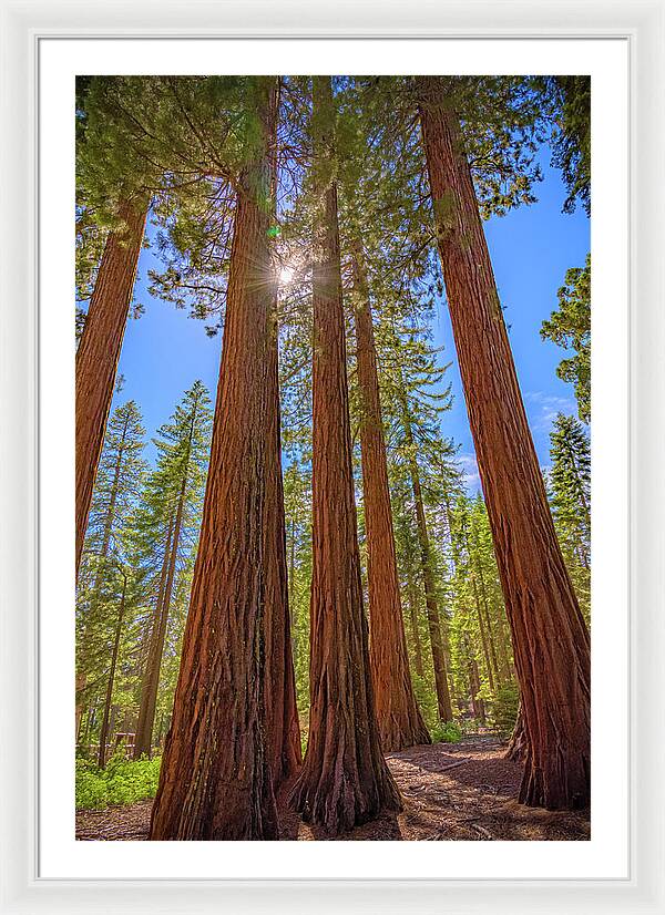 Sunshine Peeking Through Sequoia Trees - Framed Print