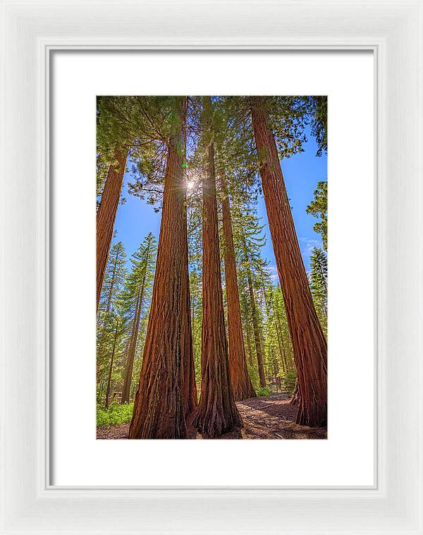 Sunshine Peeking Through Sequoia Trees - Framed Print