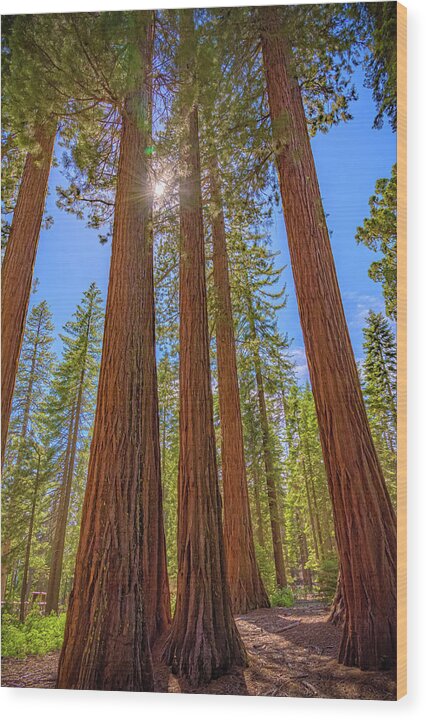 Sunshine Peeking Through Sequoia Trees - Wood Print