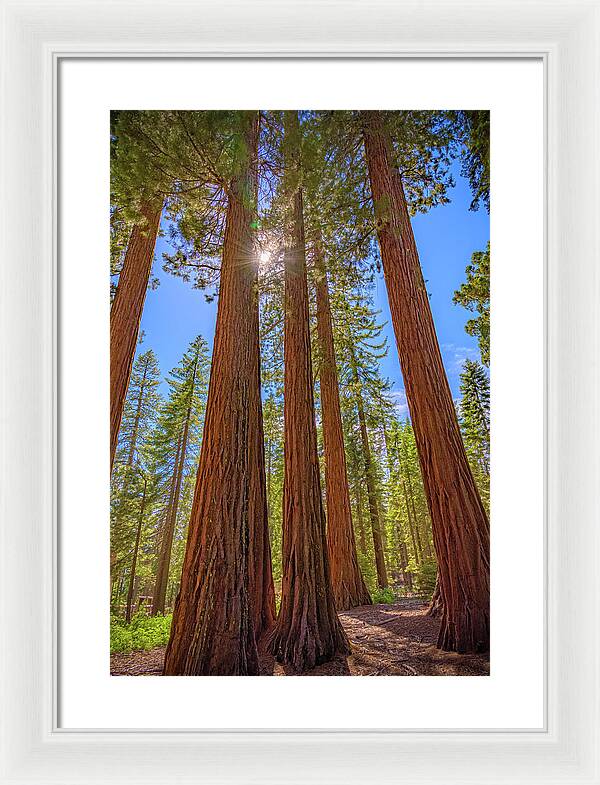 Sunshine Peeking Through Sequoia Trees - Framed Print