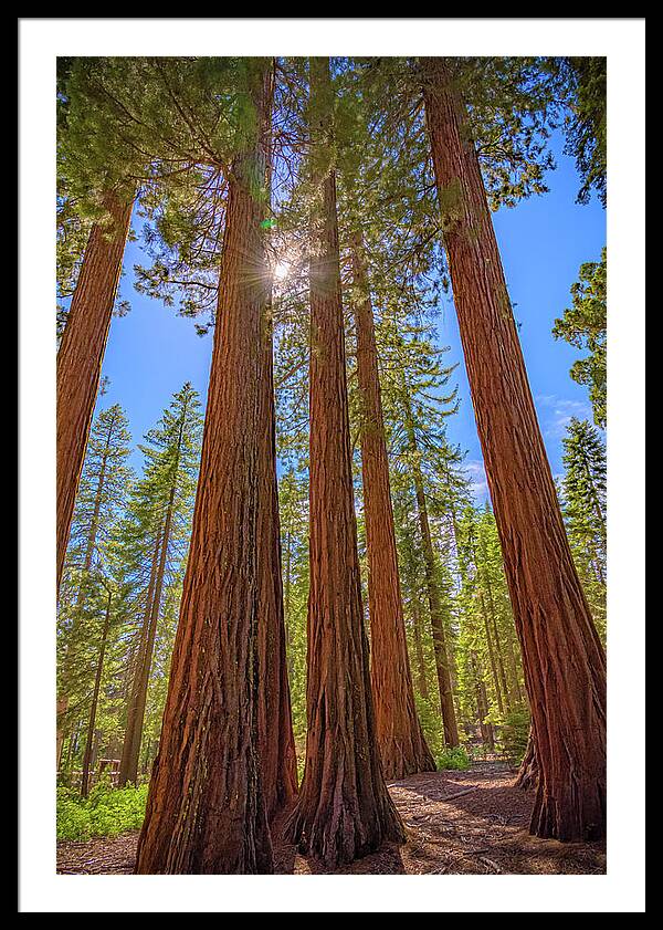 Sunshine Peeking Through Sequoia Trees - Framed Print
