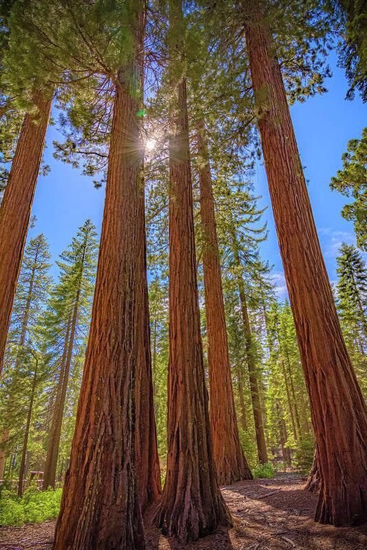 Sunshine Peeking Through Sequoia Trees - Art Print
