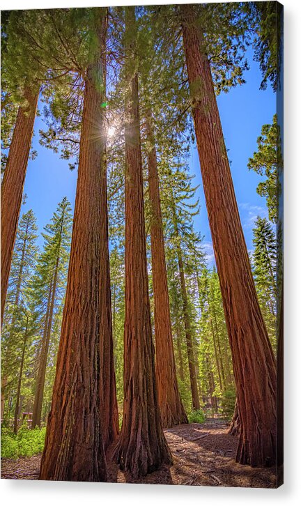 Sunshine Peeking Through Sequoia Trees - Acrylic Print