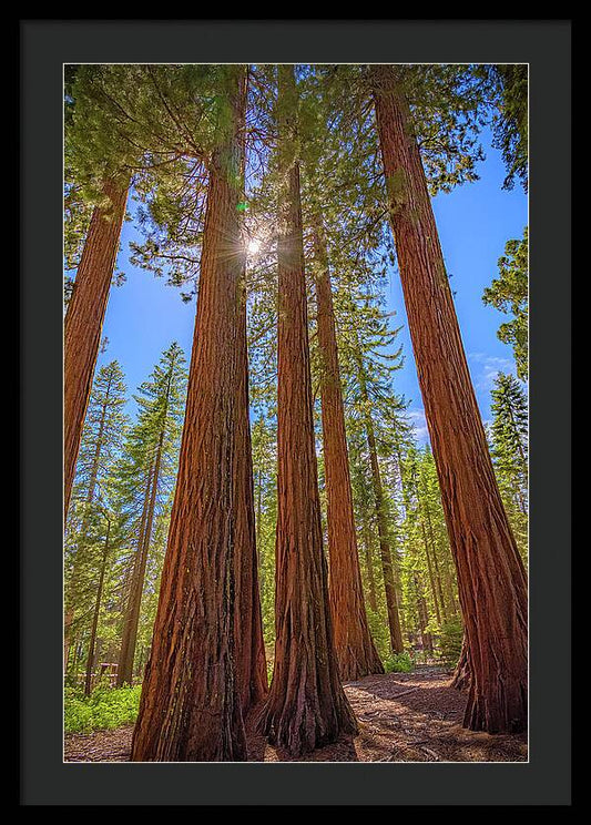 Sunshine Peeking Through Sequoia Trees - Framed Print