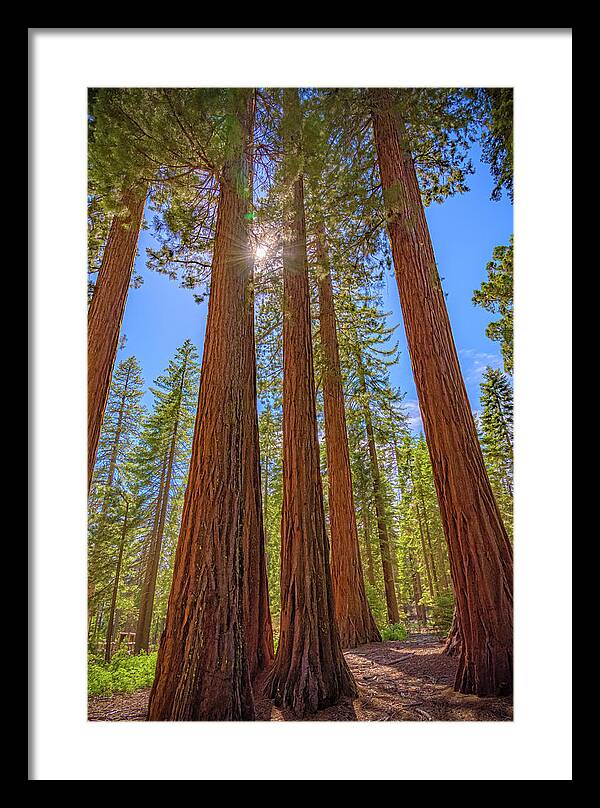 Sunshine Peeking Through Sequoia Trees - Framed Print