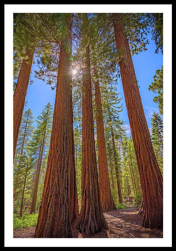 Sunshine Peeking Through Sequoia Trees - Framed Print