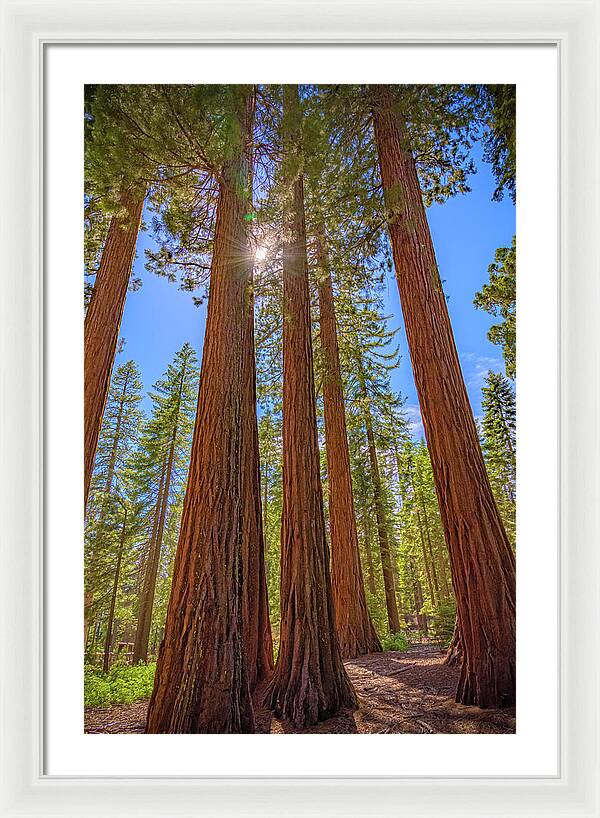 Sunshine Peeking Through Sequoia Trees - Framed Print