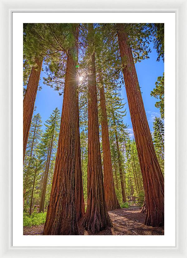 Sunshine Peeking Through Sequoia Trees - Framed Print