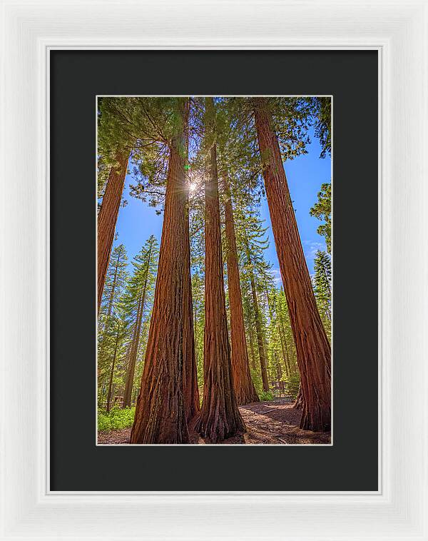Sunshine Peeking Through Sequoia Trees - Framed Print