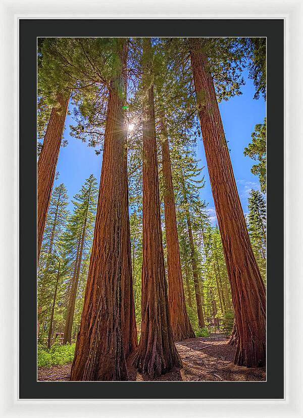 Sunshine Peeking Through Sequoia Trees - Framed Print