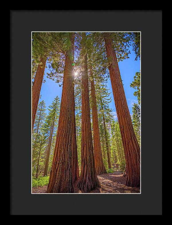 Sunshine Peeking Through Sequoia Trees - Framed Print