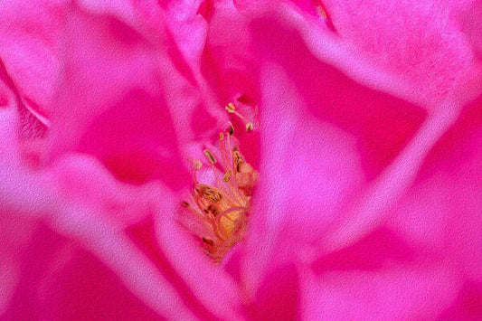 The inside of a Magenta Flower Landscape - Art Print