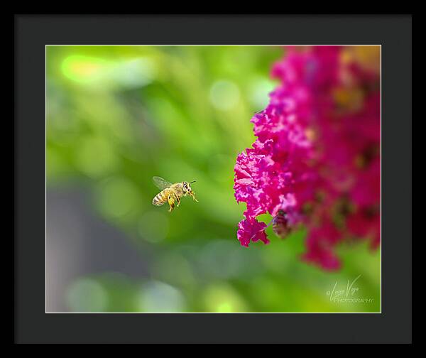 The Love of a Bee for Magenta Flowers - Framed Print