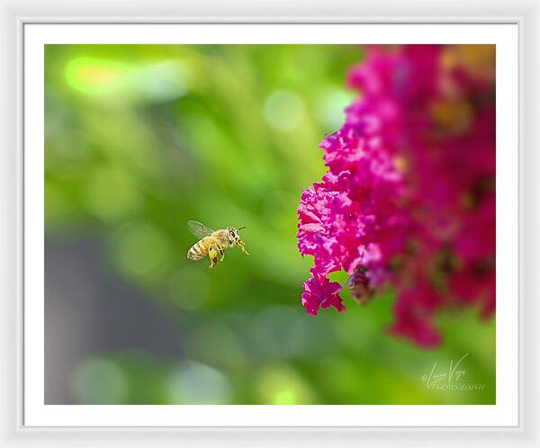 The Love of a Bee for Magenta Flowers - Framed Print
