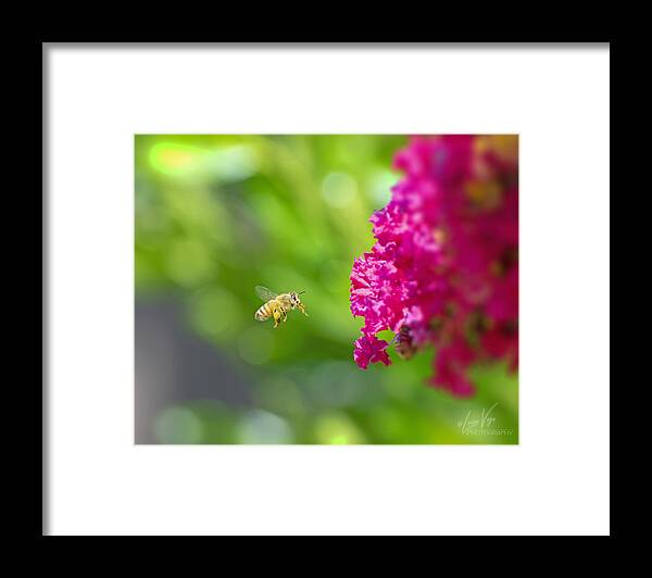 The Love of a Bee for Magenta Flowers - Framed Print