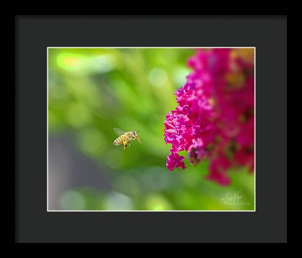 The Love of a Bee for Magenta Flowers - Framed Print