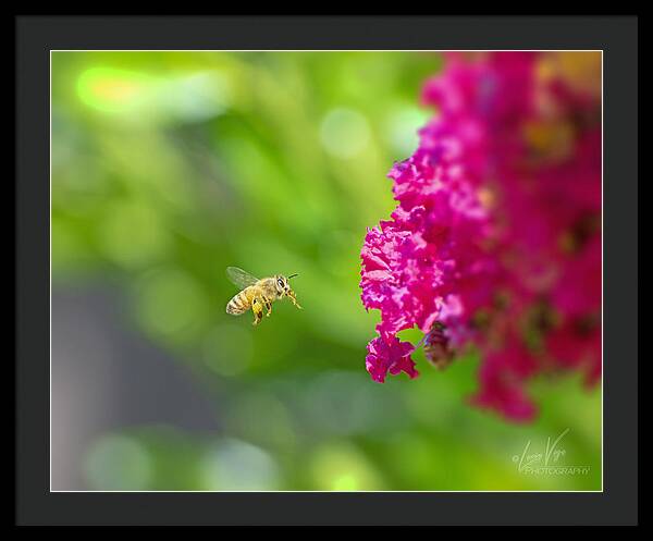 The Love of a Bee for Magenta Flowers - Framed Print