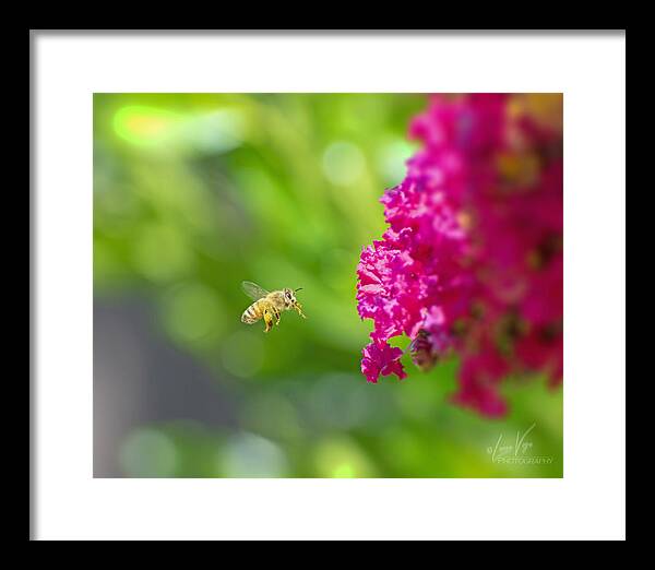 The Love of a Bee for Magenta Flowers - Framed Print