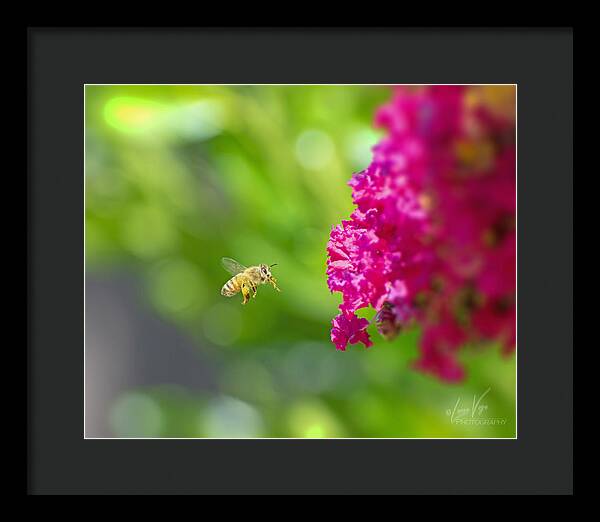 The Love of a Bee for Magenta Flowers - Framed Print