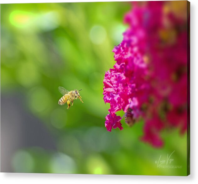 The Love of a Bee for Magenta Flowers - Acrylic Print