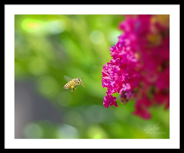 The Love of a Bee for Magenta Flowers - Framed Print