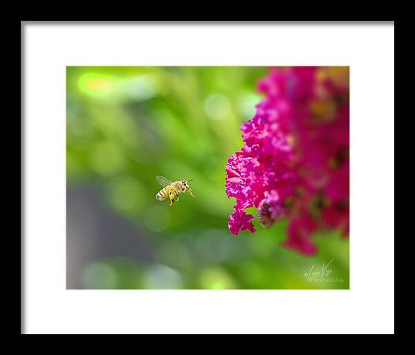 The Love of a Bee for Magenta Flowers - Framed Print