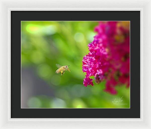 The Love of a Bee for Magenta Flowers - Framed Print